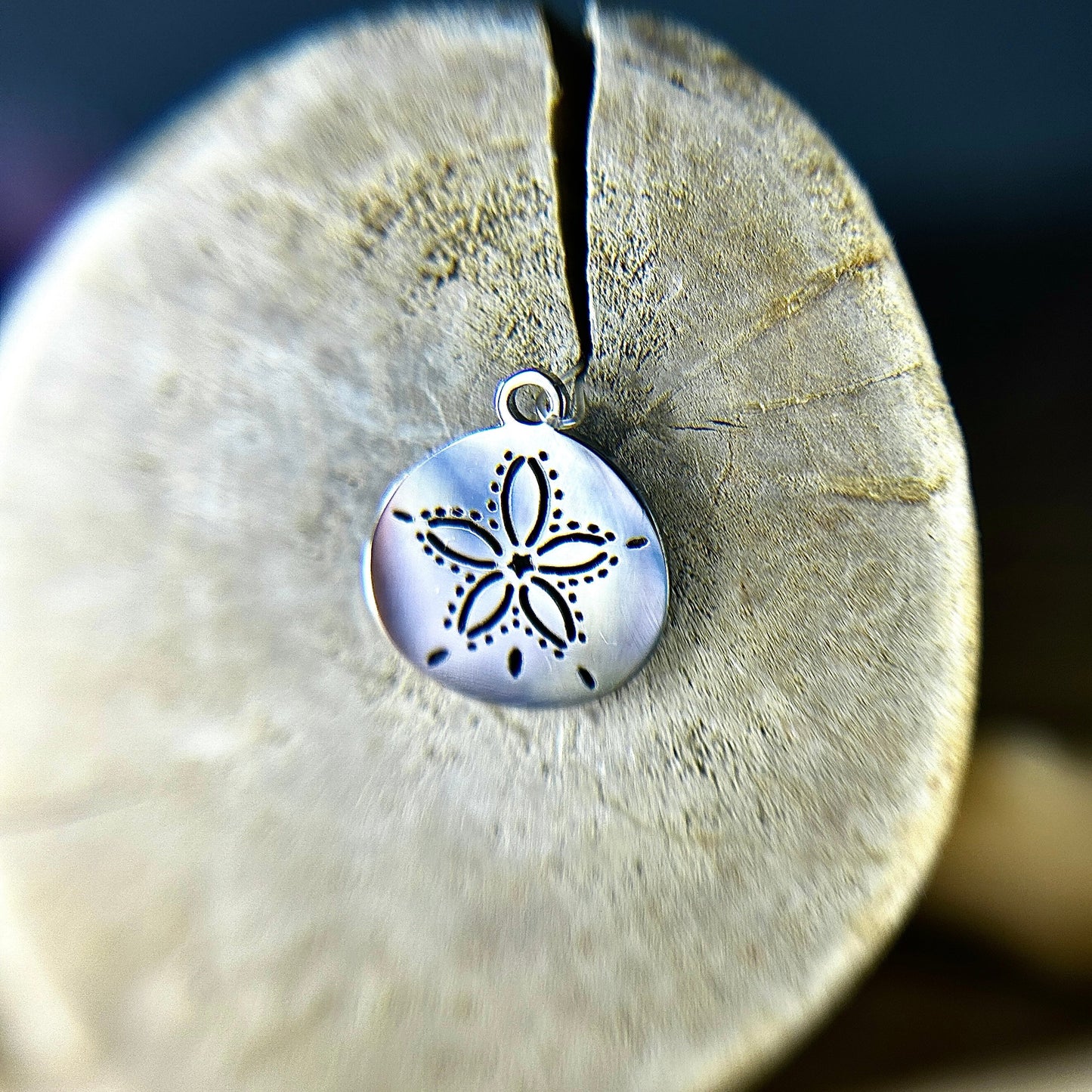 Sand Dollar - Sea Urchin